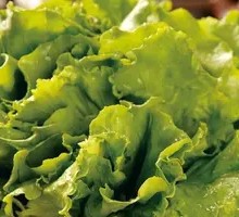 Lettuce