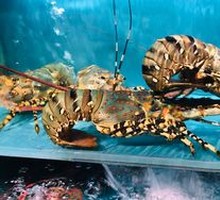 Boston Lobster