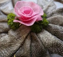 Fresh Beef Tripe from the Slaughterhouse