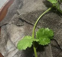 Fresh Beef Tripe from the Slaughterhouse