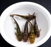 Spicy Yellow Catfish