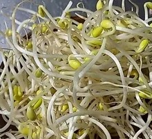 Bean sprouts