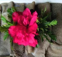 Fresh Beef Tripe from the Slaughterhouse