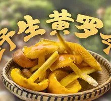 Wild Yellow Parasol Mushroom