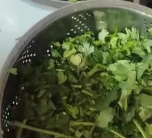 Cilantro