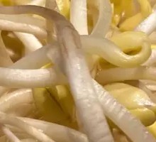 Well Water Bean Sprouts