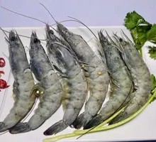 Qinghai Shrimp