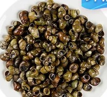 Fresh Snail