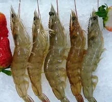 Clear Ice Shrimp