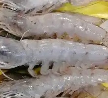 Fresh Shrimp