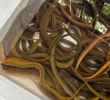 Eel