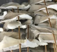 Enoki Mushroom