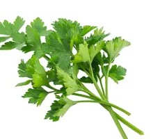 Cilantro
