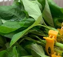 Water spinach