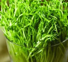 Pea Shoots