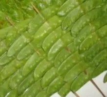 Pea Slices
