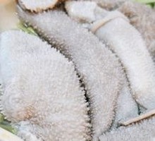 Premium Water Buffalo Tripe