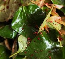 Cold-mixed Houttuynia herb