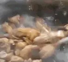 Stove-cooked Chicken