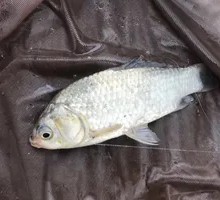 Wild Crucian Carp