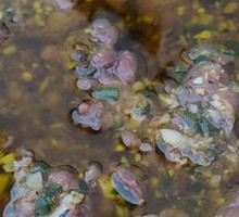 Burned Pepper Braised Beef