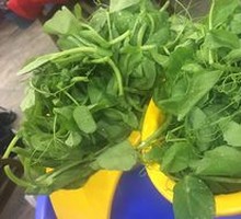 Pea Shoots