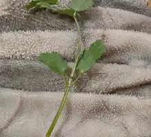 Fresh Beef Tripe from the Slaughterhouse