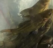 Fresh Yellow Catfish