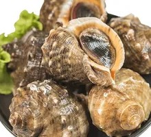 Fresh Sea Snail