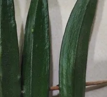 Okra