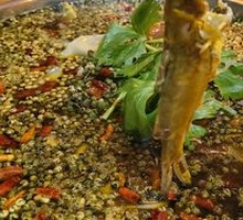 Green Pepper Yellow Catfish
