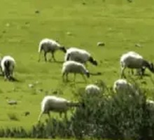 Live Lamb