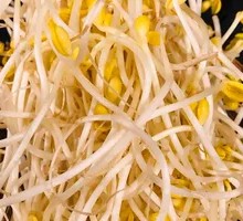 Well Water Bean Sprouts