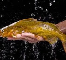 Yellow Croaker