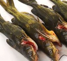 Yellow Croaker