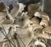 Enoki Mushroom