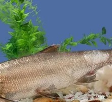 Fillet Fish