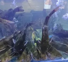 Freshly Caught Yellow Catfish