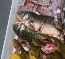 Freshly Caught Yellow Catfish