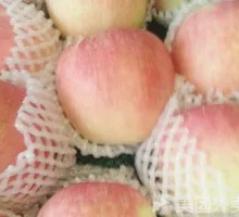 Shandong Hongfuji Apple