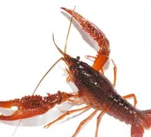 Crawfish