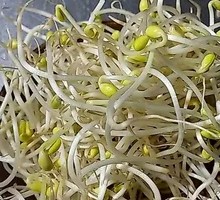 Bean sprouts