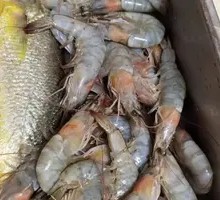Prawn