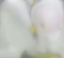 Caramel Heart Egg