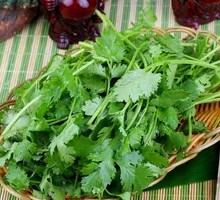 Cilantro