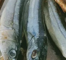 Sardine