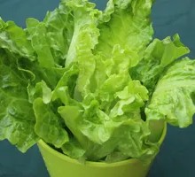 Lettuce