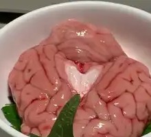 Fresh Brain Tissue