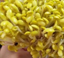 Bean sprouts