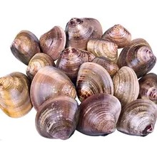 Soft-shell clam